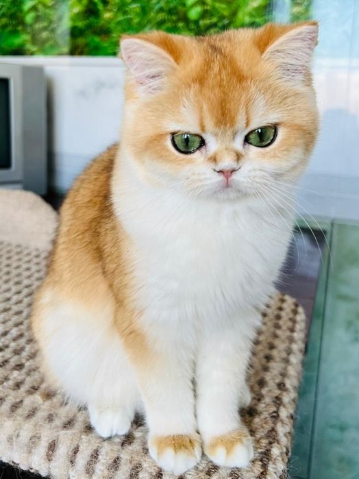 Золотая шиншилла