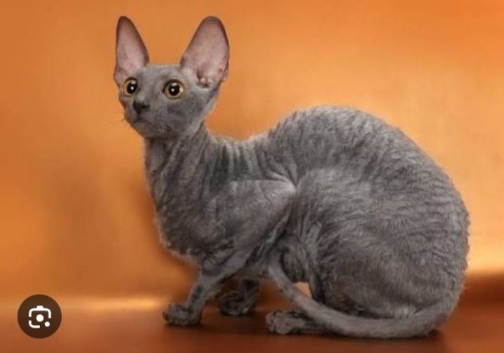 Канадский сфинкс девочка!