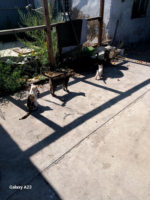 Отдам котят бесплатно