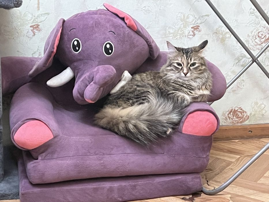 Отдам в добрые руки!