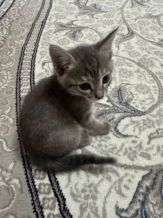 Котенки.Отдам бесплатно