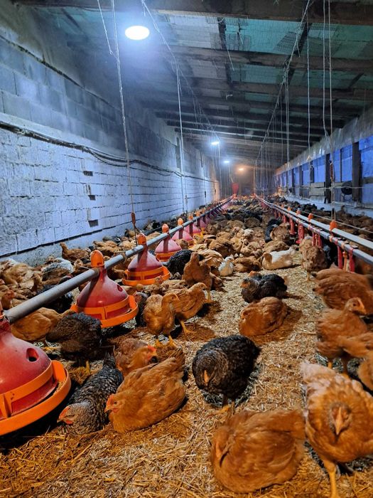 Vand pui rasa mixta 6 saptamani, vaccinuri la zi . 22 lei.