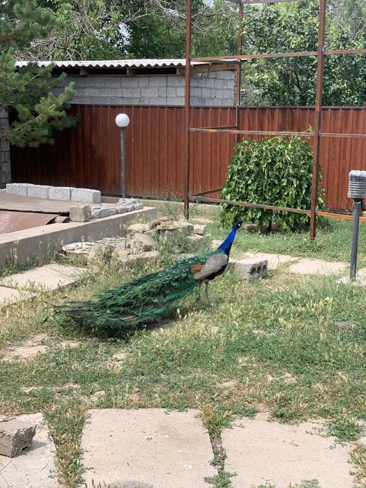 Индийский павлин пара