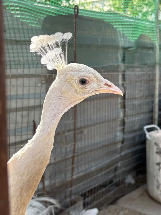 Павлины разных пород
