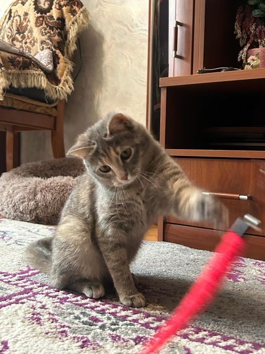 Отдам кошечку в добрые руки