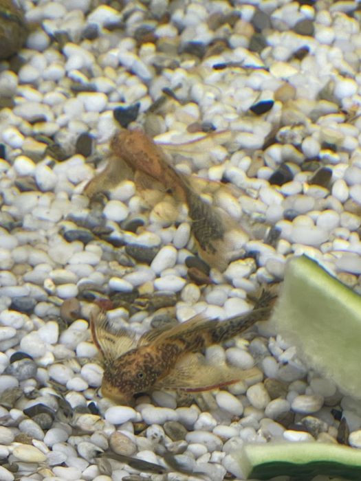 Lda-016 номерные сомы