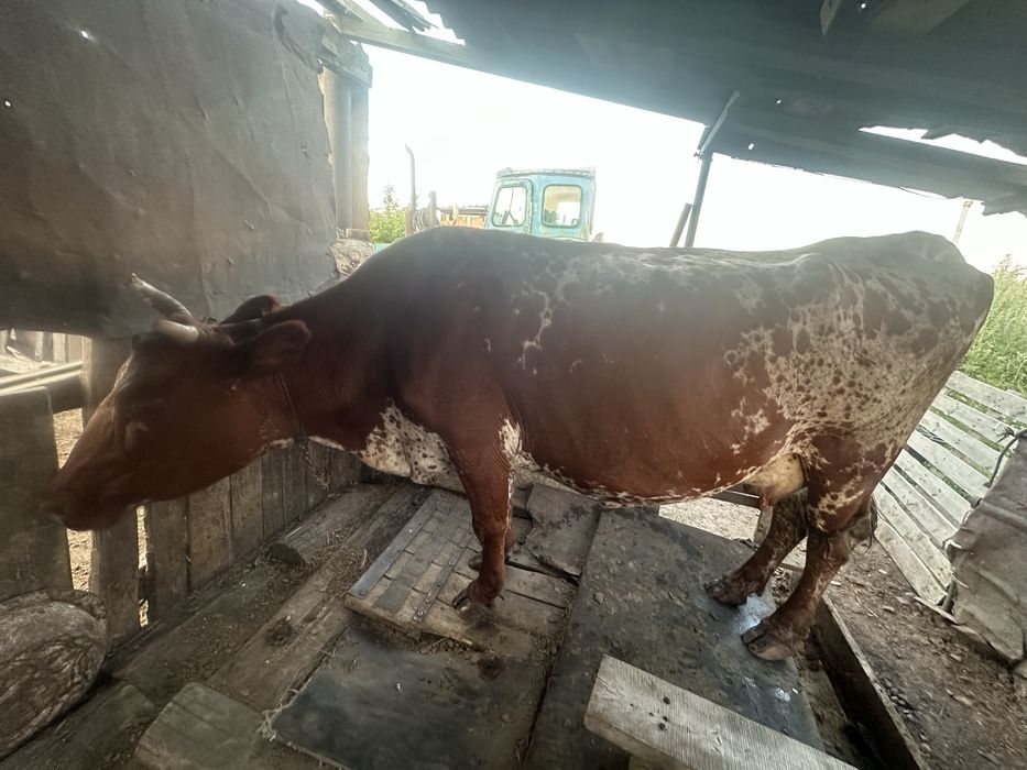 Продаю корову дойную