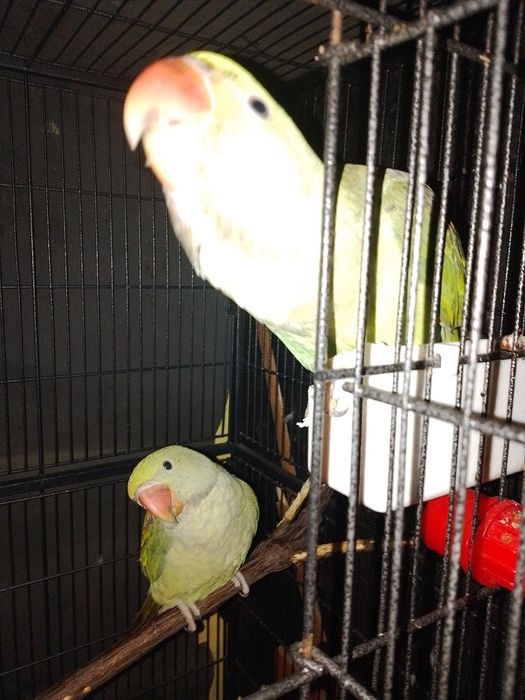 Marele Alexandru pui