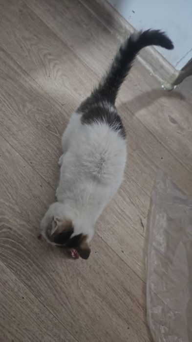 Срочна! Кошки продаю үй мысығы бағасы 10000