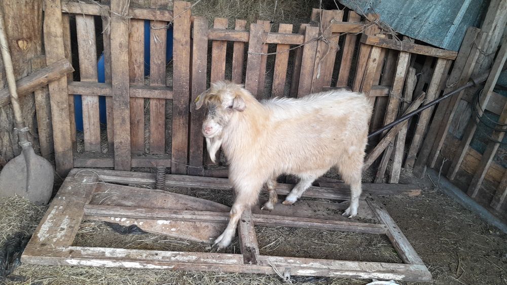 Козёл молочный заненский
