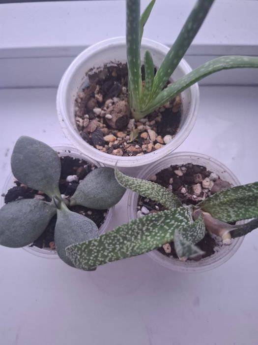 Продам суккуленты