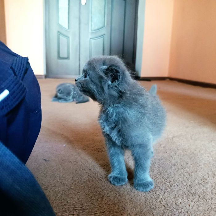 Котята британские скотиш фолд и скотиш страйт чистокровные