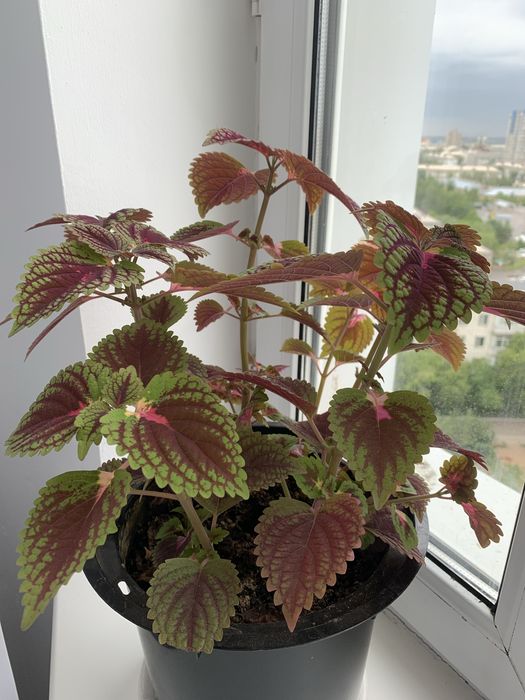 Черный бархат, разного размера