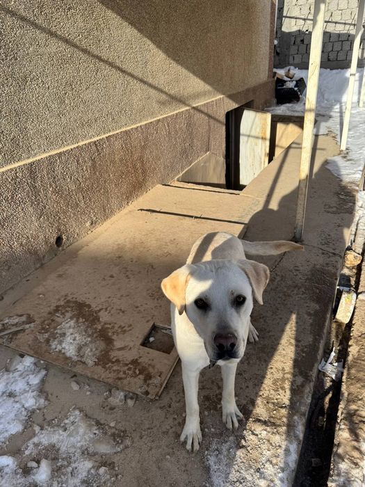 Labrador It sotiladi