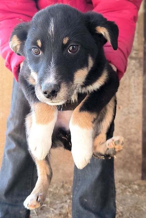 Щенки девочки, 2,5 месяца. Хорошим хозяевам.