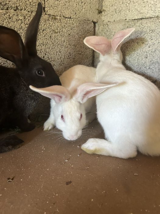 De vânzare 8 iepuri 2 de 4 luni 3,5 kg  si 6 de 2 luni jumate 2,4 kg