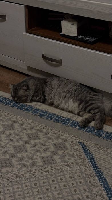 Продаю кота шотландца