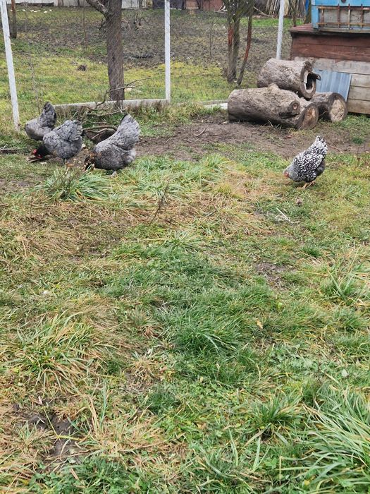 Vand ouă australorp