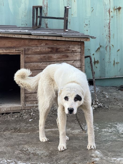 Продам алабай ургашы 7 айлык