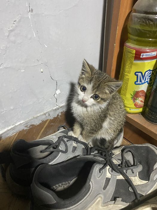 Отдам котёнка в хорошие руки