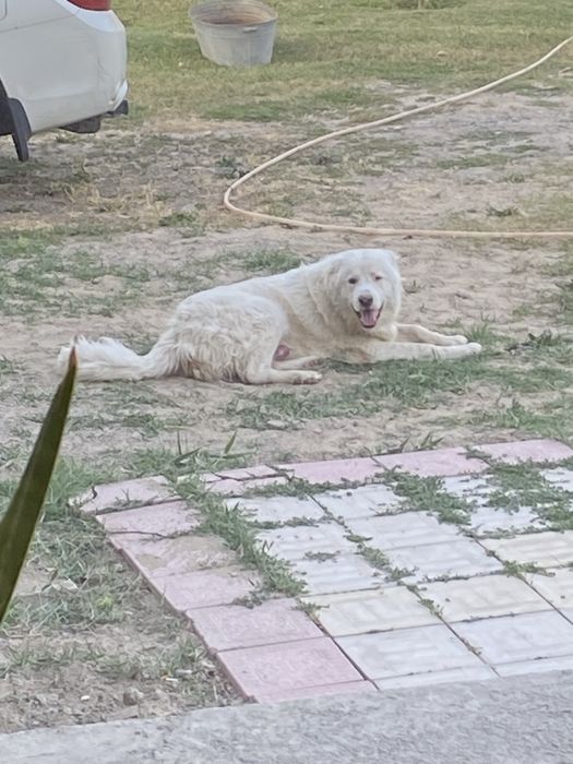 төбет сатылады срочно