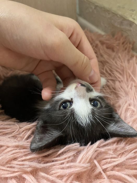 Котенок.Смешной,шустрый,ласковый