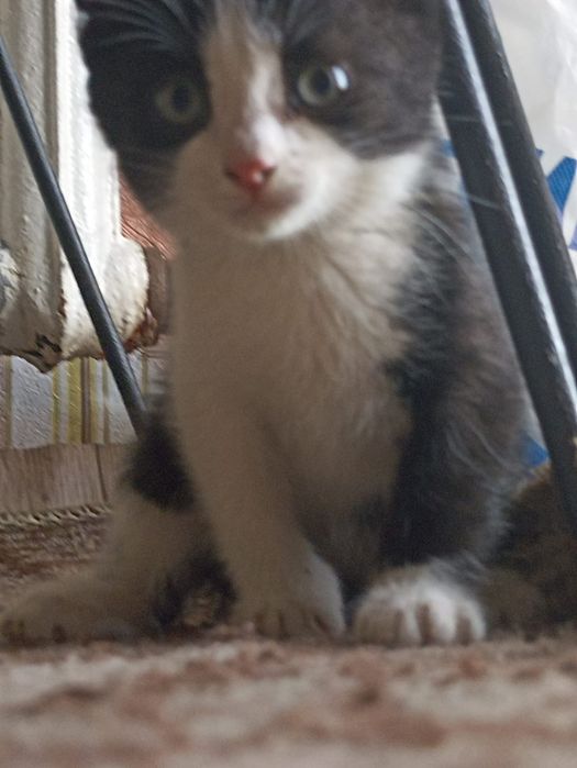 Отдаю котят в добрые руки.