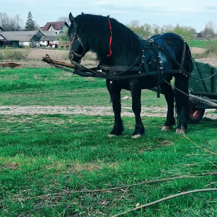 De vânzare armăsar în vârstă 3 ani