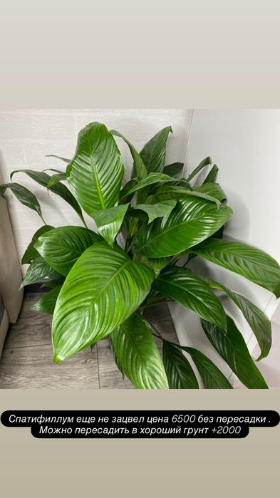 Продам взрослые комнатные цветы