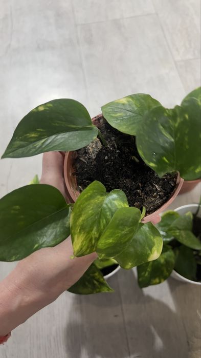 Продам Голдфингер (лиана)