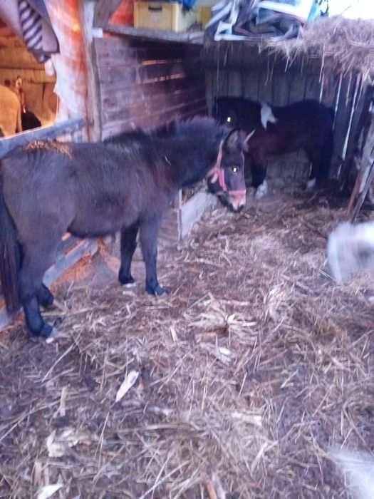 Vând sau schimb caii si măgari