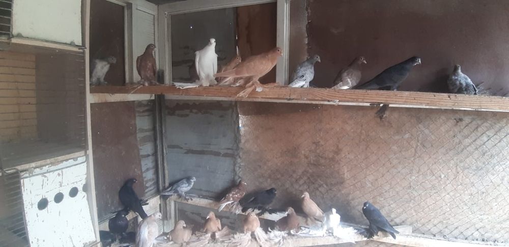 Голуби молодёжь на продажу