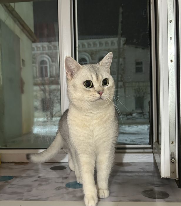 Кот на вязку писать только ватцап