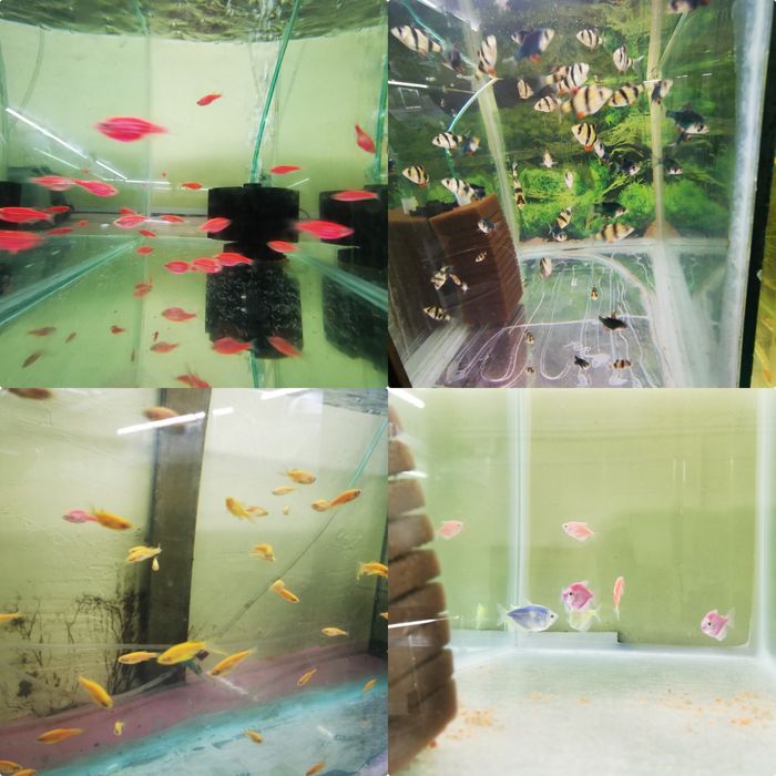 Hrana congelata de vie pesti