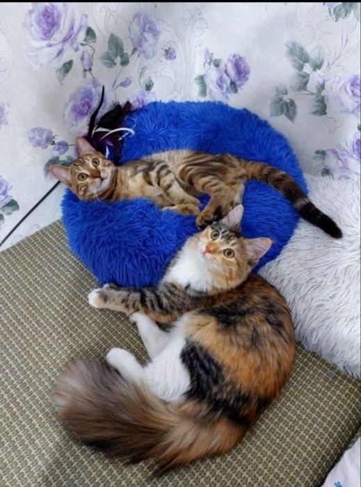 Отдам милых котят в добрые руки