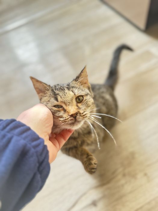 Ласковый котенок девочка 2.5 месяца