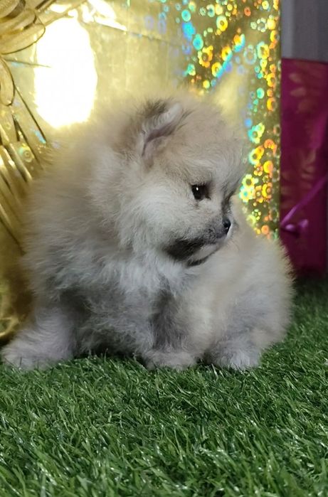 Кукольный мальчик