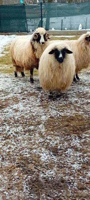 Vând berbecuț de anul trecut din luna februarie îi foarte voinic,