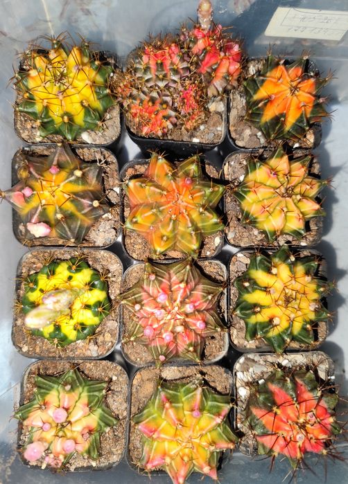 Продам редкие кактусы