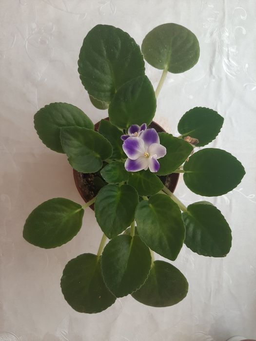 Продам отростки Фиалки