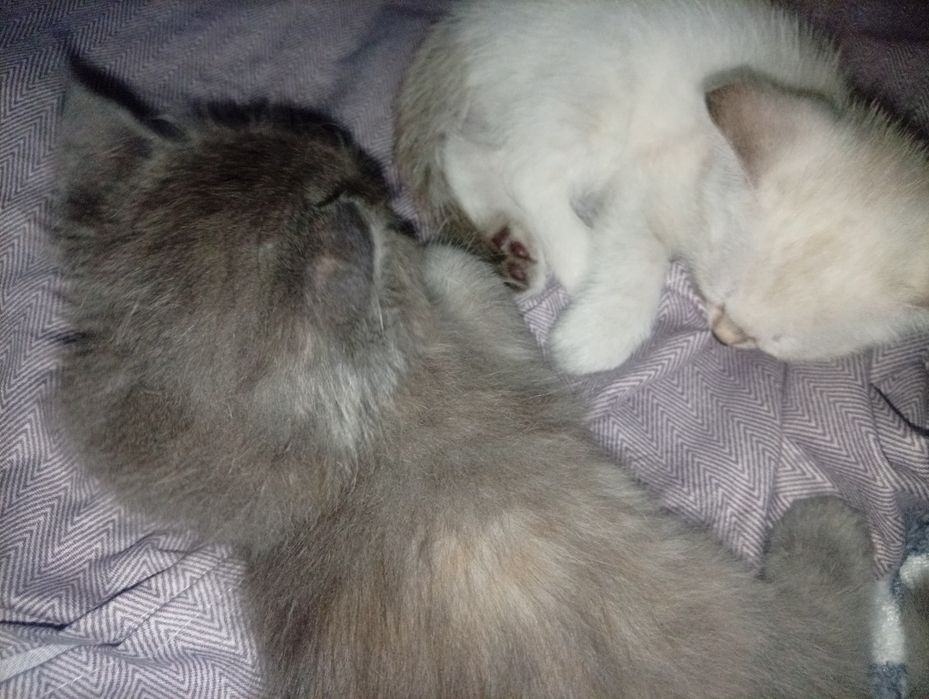 Отдам котят в добрые руки