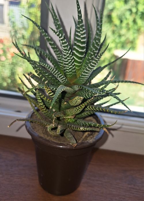 Продаю комнатное растение