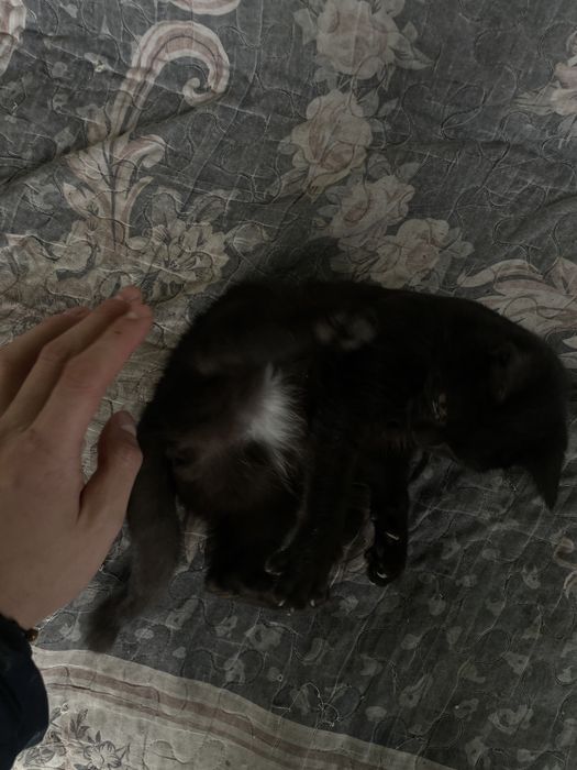 Ласковые 2 девочки