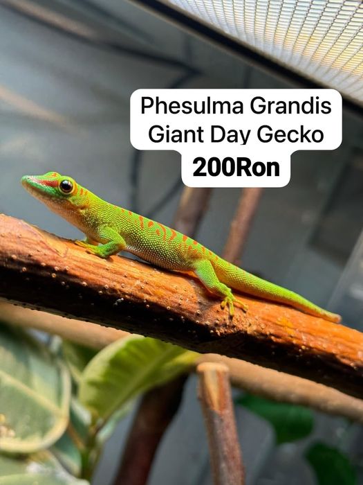Soparla Phesulma Grandis Giant Day Gecko
