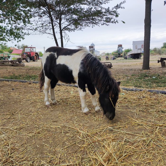 Ponei mascul ( fabricatie aprilie 2025)  3200 lei