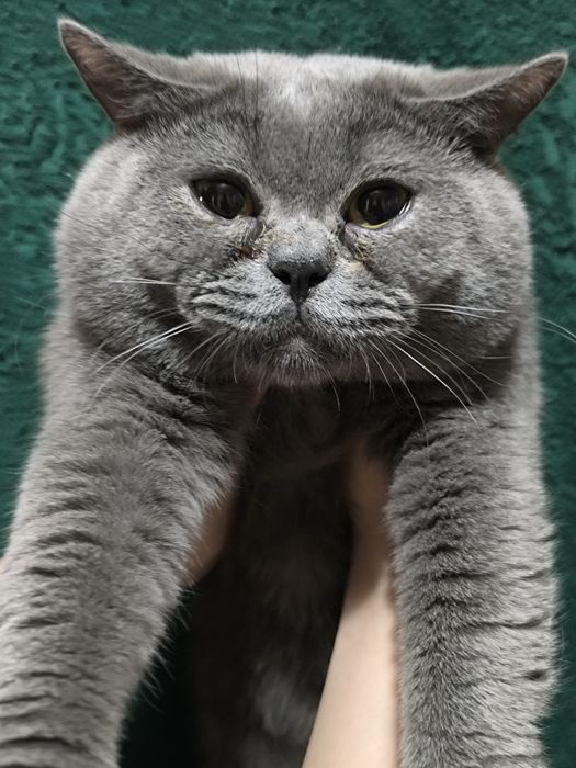 Шотландский скотиш страйт