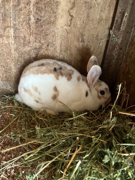 Disponibili iepuri Rex pitic și Holland Lop ( berbec pitic)