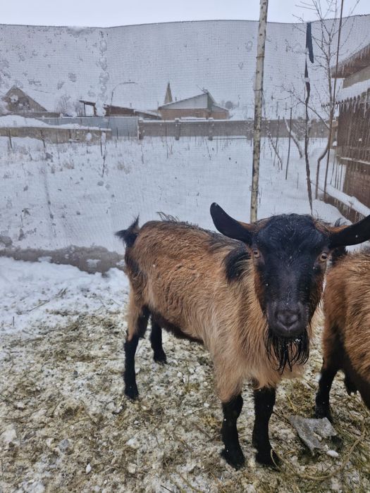 Козлы (текелер) 1 жасар