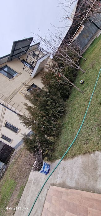 Продам туй срочно