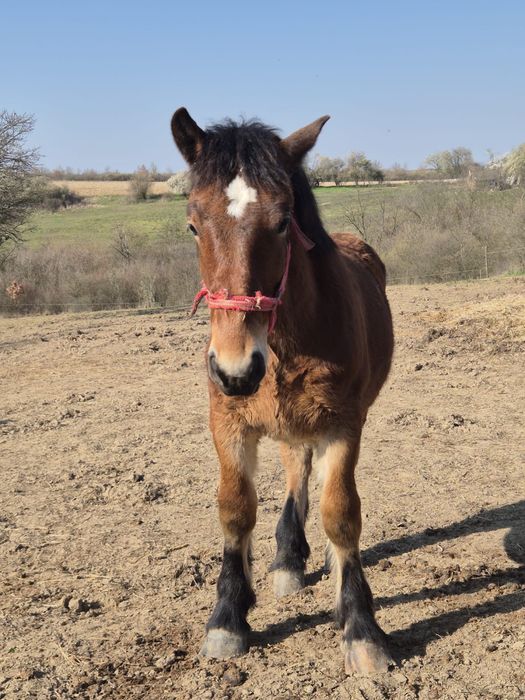 Manz greu de vanzare